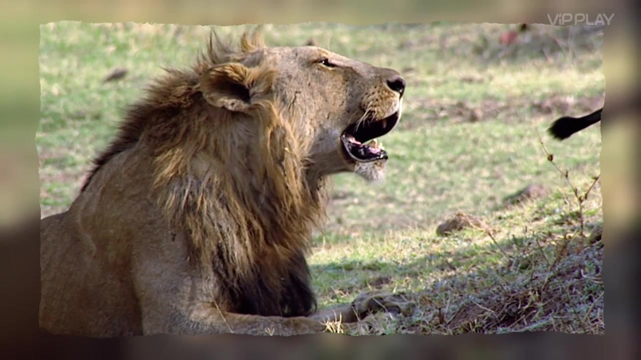 Невероятные встречи с животными 12 серия Невероятные встречи с животными 12 серия