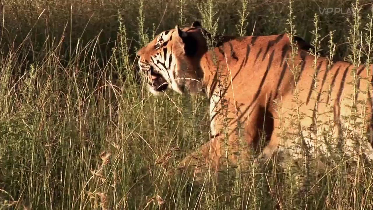 Невероятные встречи с животными 3 серия Невероятные встречи с животными 3 серия