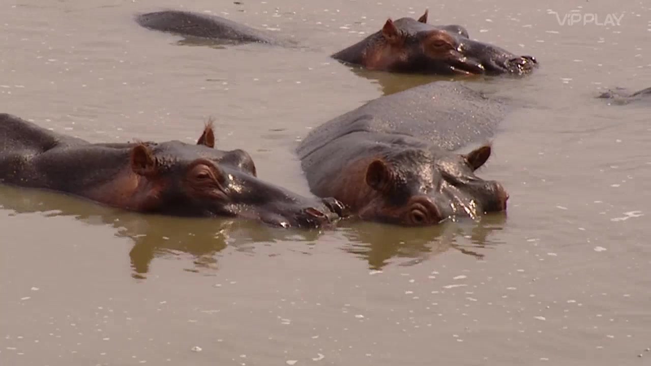 Невероятные встречи с животными 7 серия