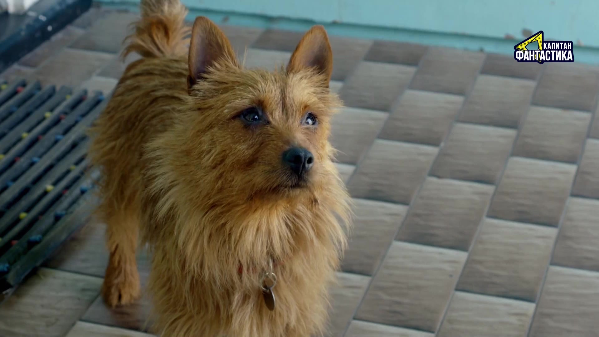 Ларри, чудо-пес (2018) 1 серия