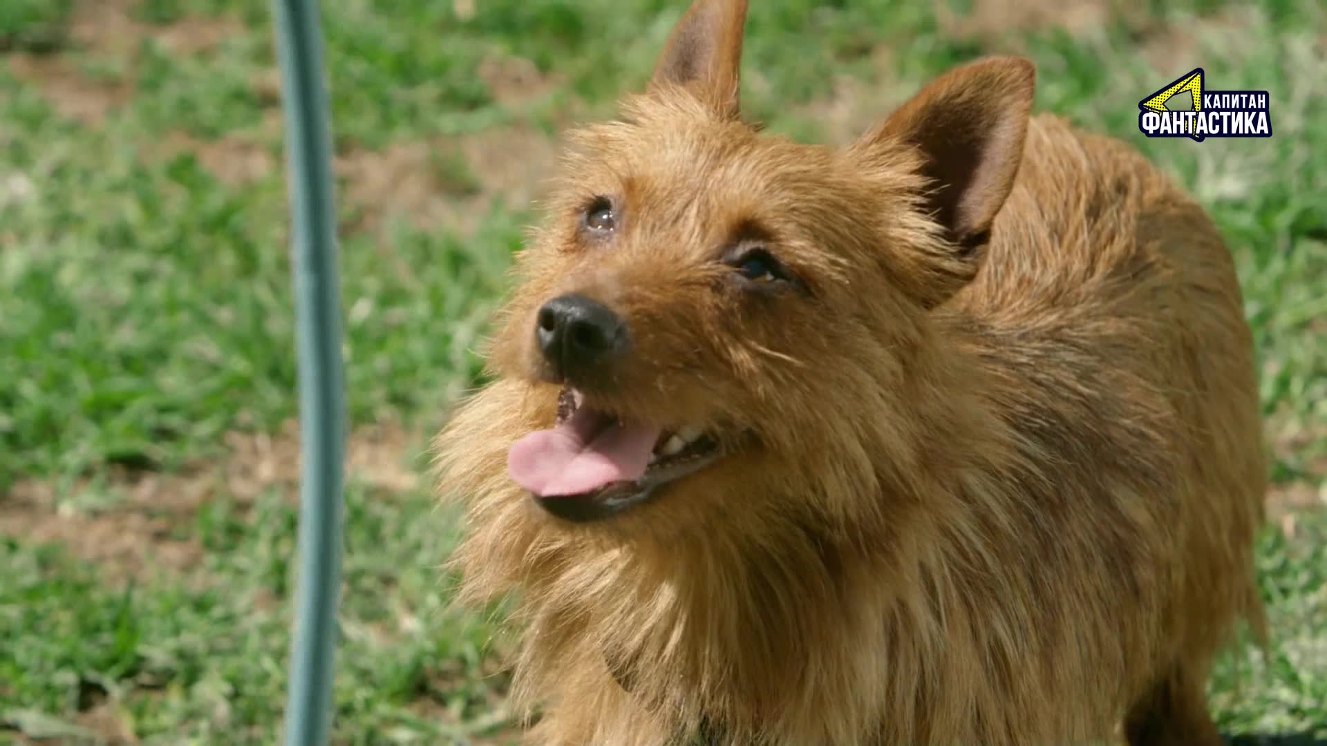 Ларри, чудо-пес (2018) 10 серия