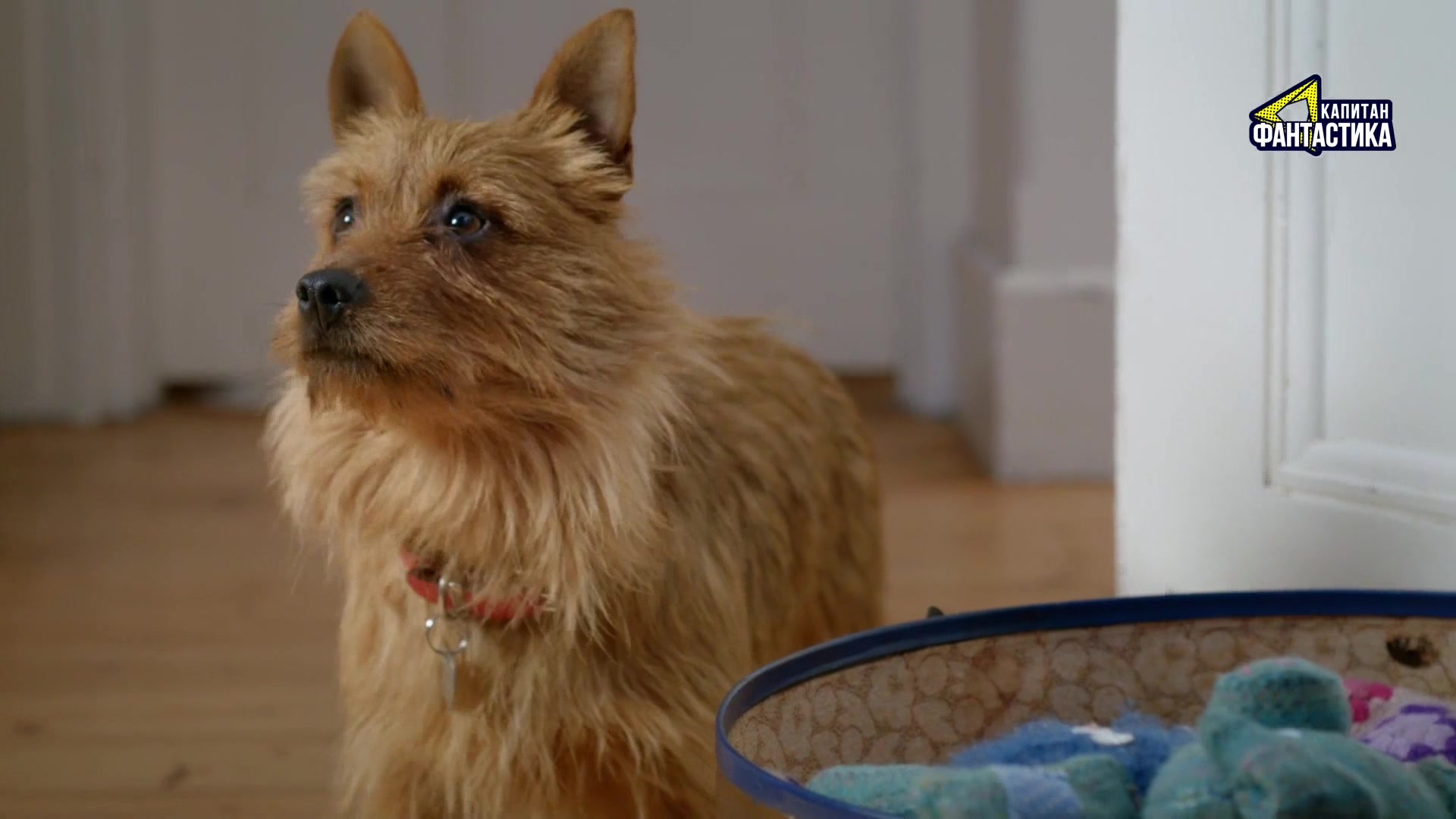 Ларри, чудо-пес (2018) 12 серия