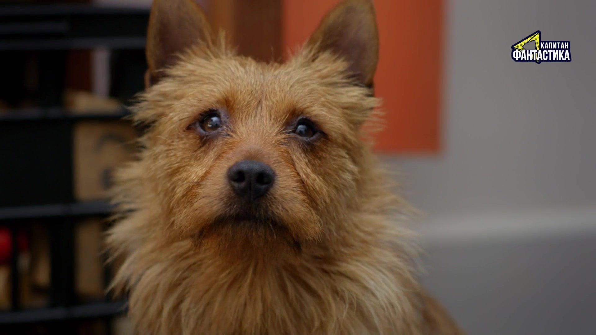 Ларри, чудо-пес 19 серия Ларри, чудо-пес 19 серия