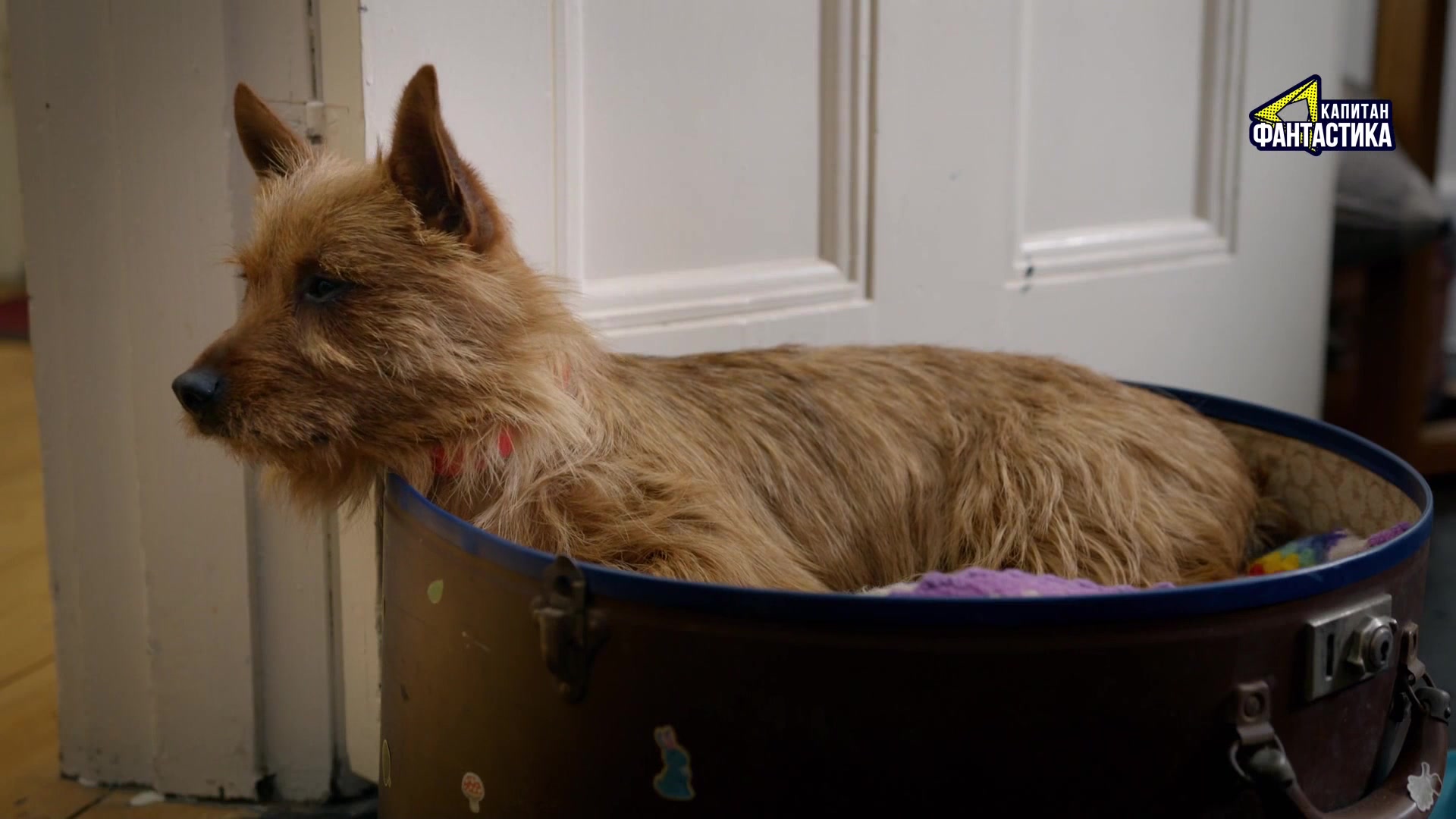 Ларри, чудо-пес (2018) 20 серия