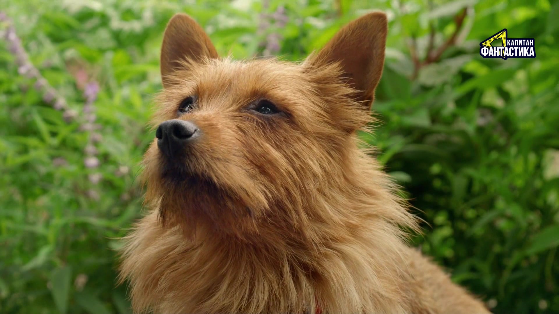 Ларри, чудо-пес (2018) 22 серия