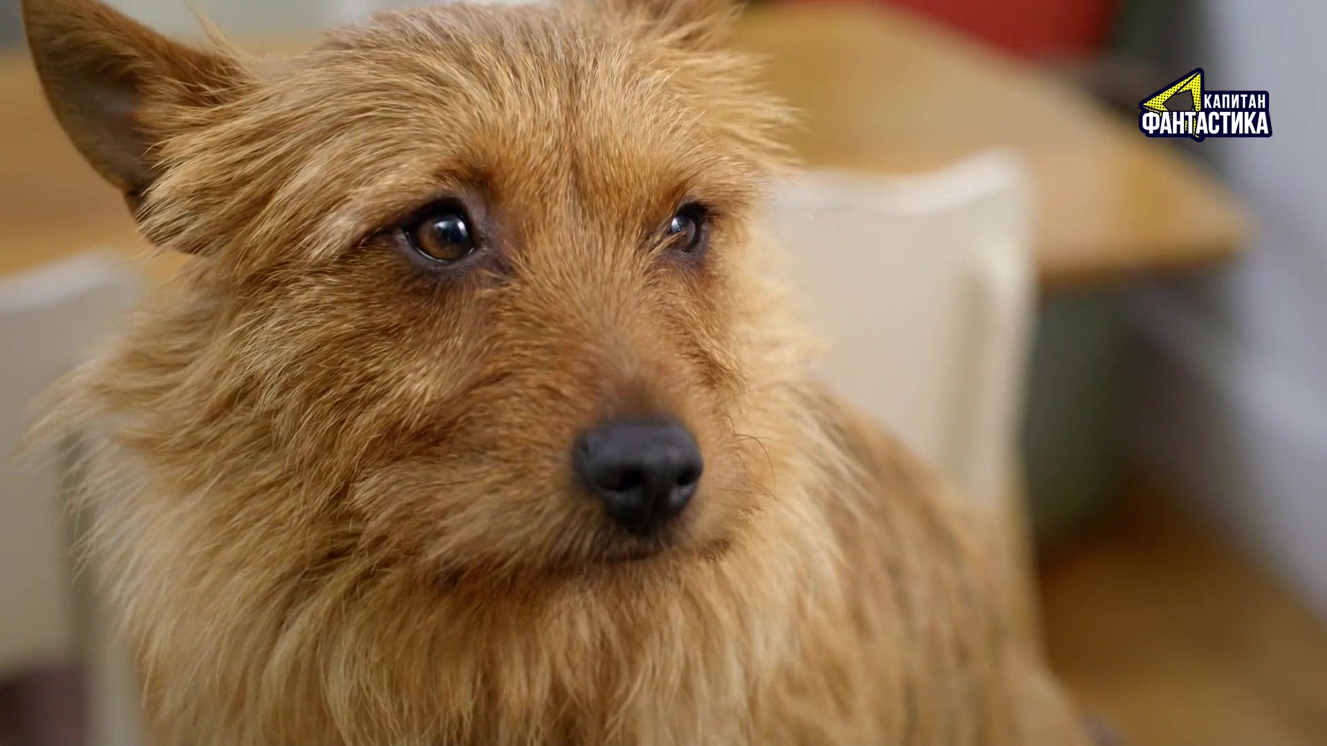 Ларри, чудо-пес 23 серия Ларри, чудо-пес 23 серия