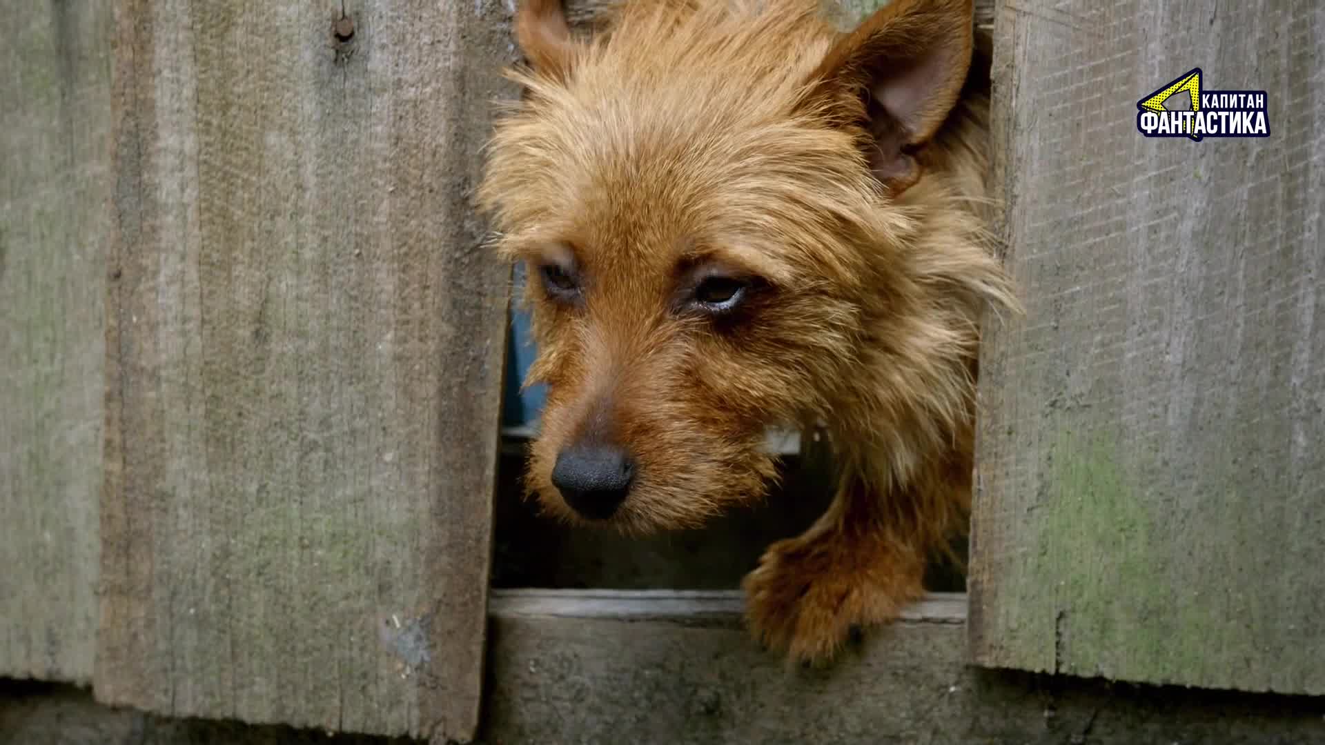 Ларри, чудо-пес (2018) 27 серия