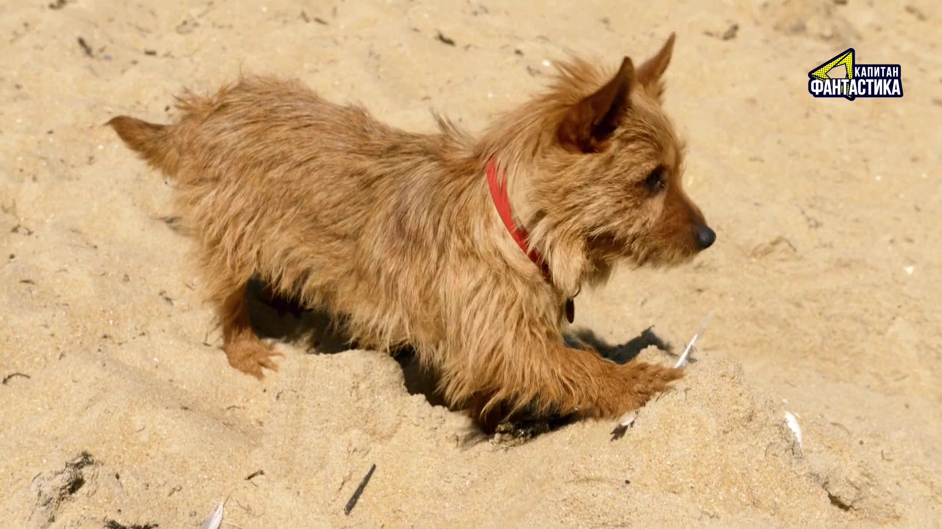 Ларри, чудо-пес 31 серия Ларри, чудо-пес 31 серия