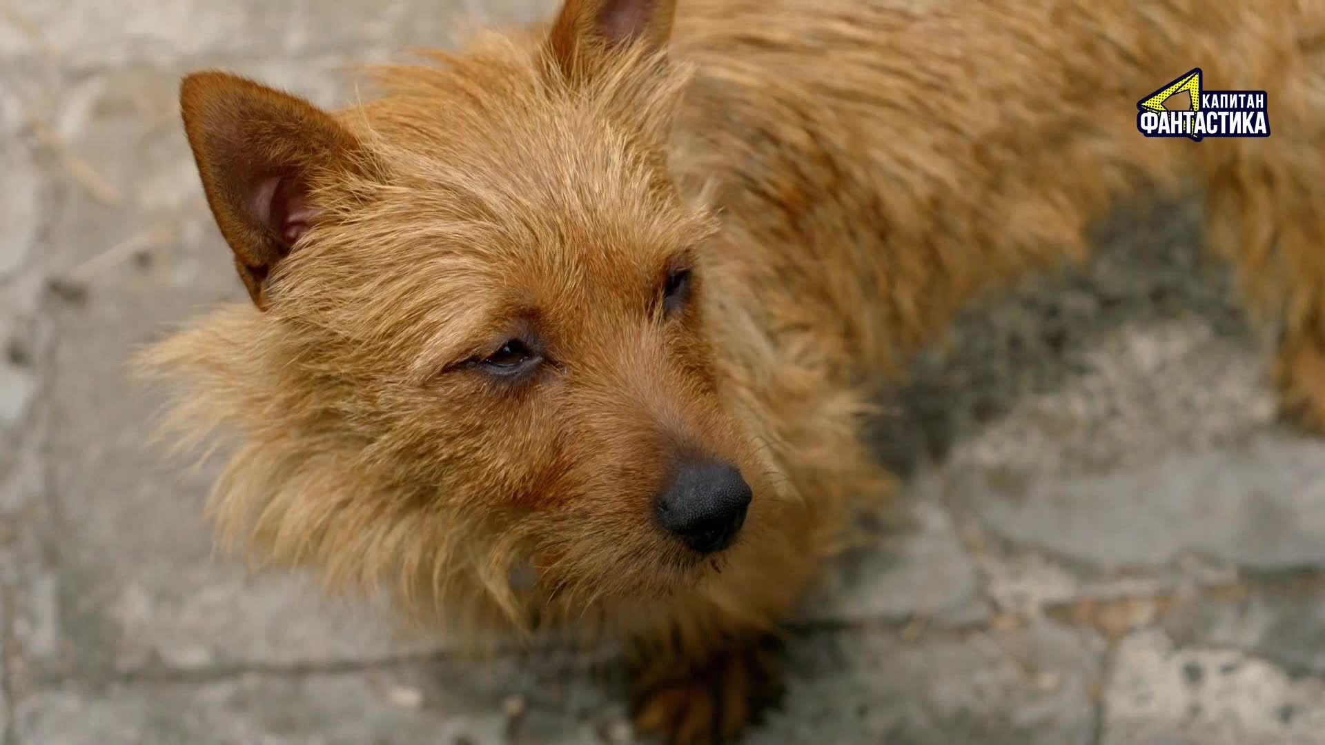 Ларри, чудо-пес (2018) 32 серия