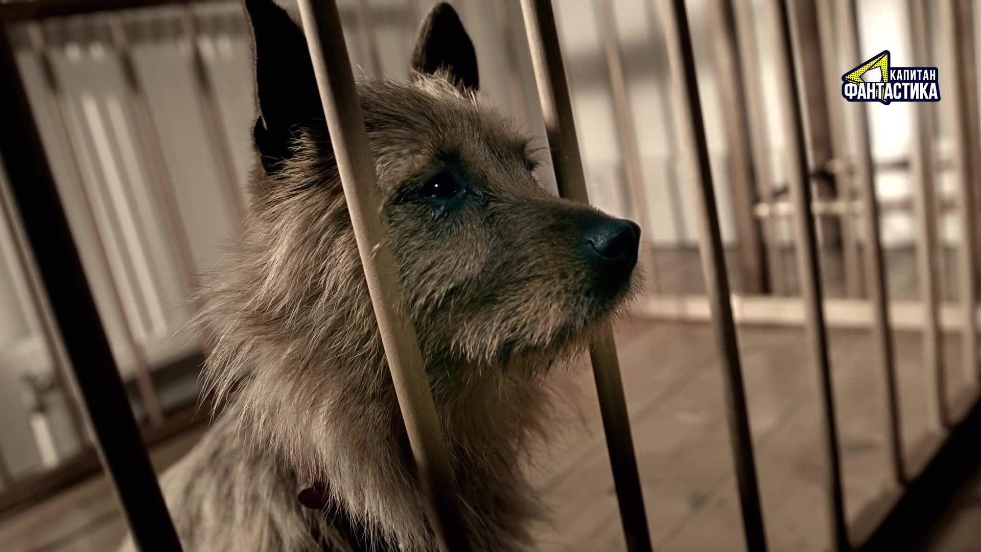 Ларри, чудо-пес (2018) 34 серия