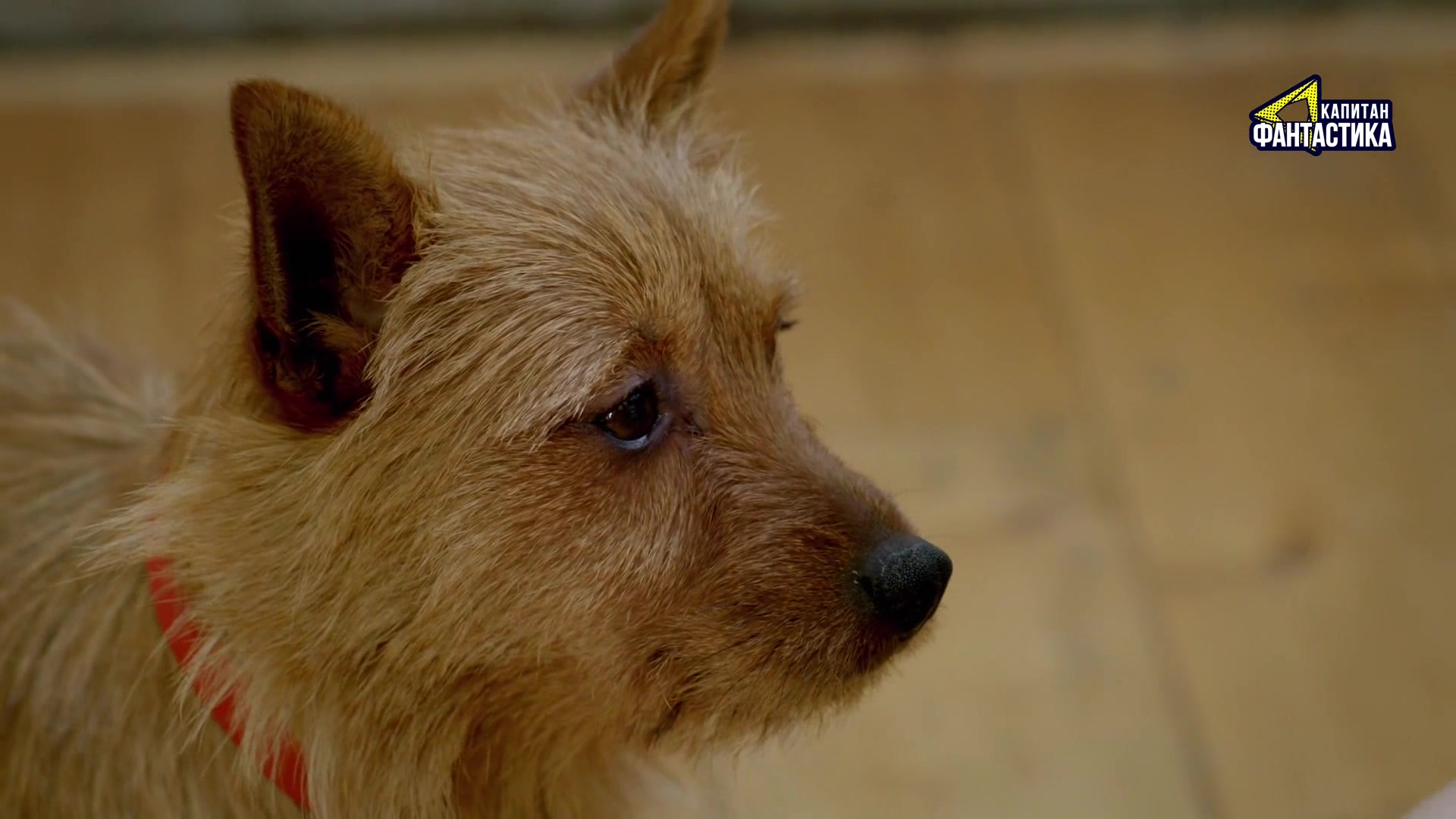 Ларри, чудо-пес (2018) 4 серия