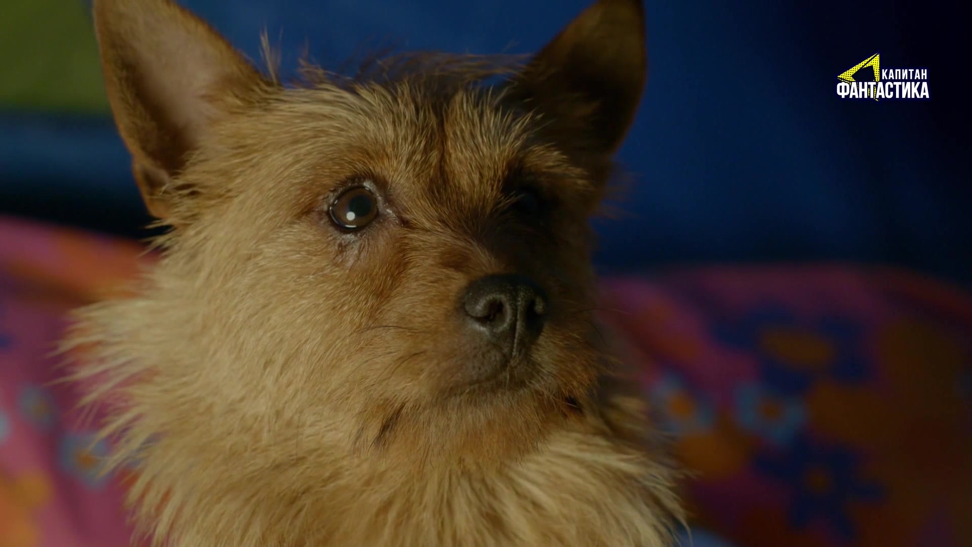 Ларри, чудо-пес (2018) 5 серия