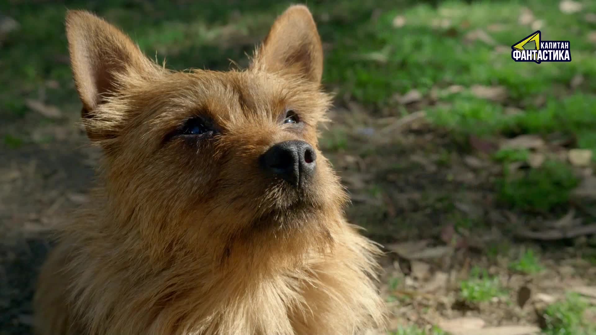 Ларри, чудо-пес (2018) 6 серия