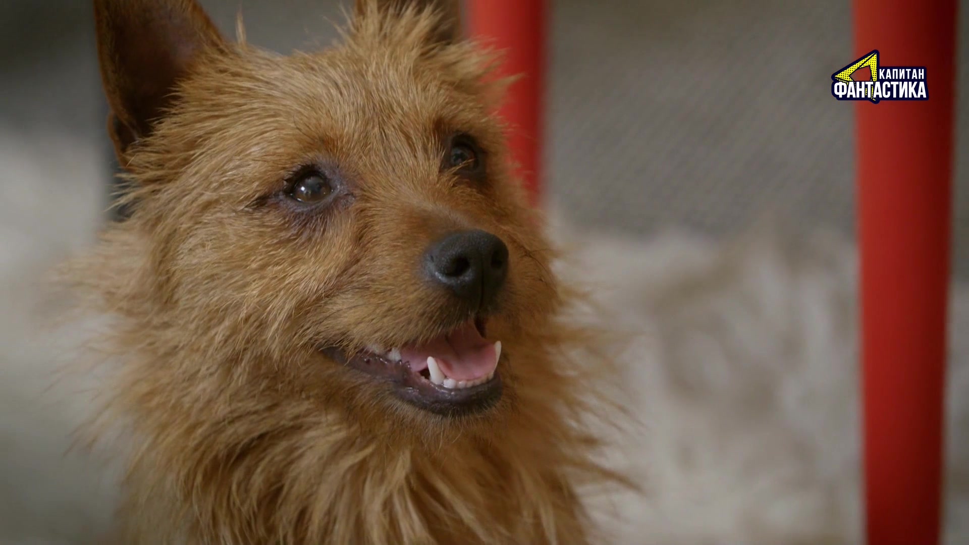 Ларри, чудо-пес 7 серия