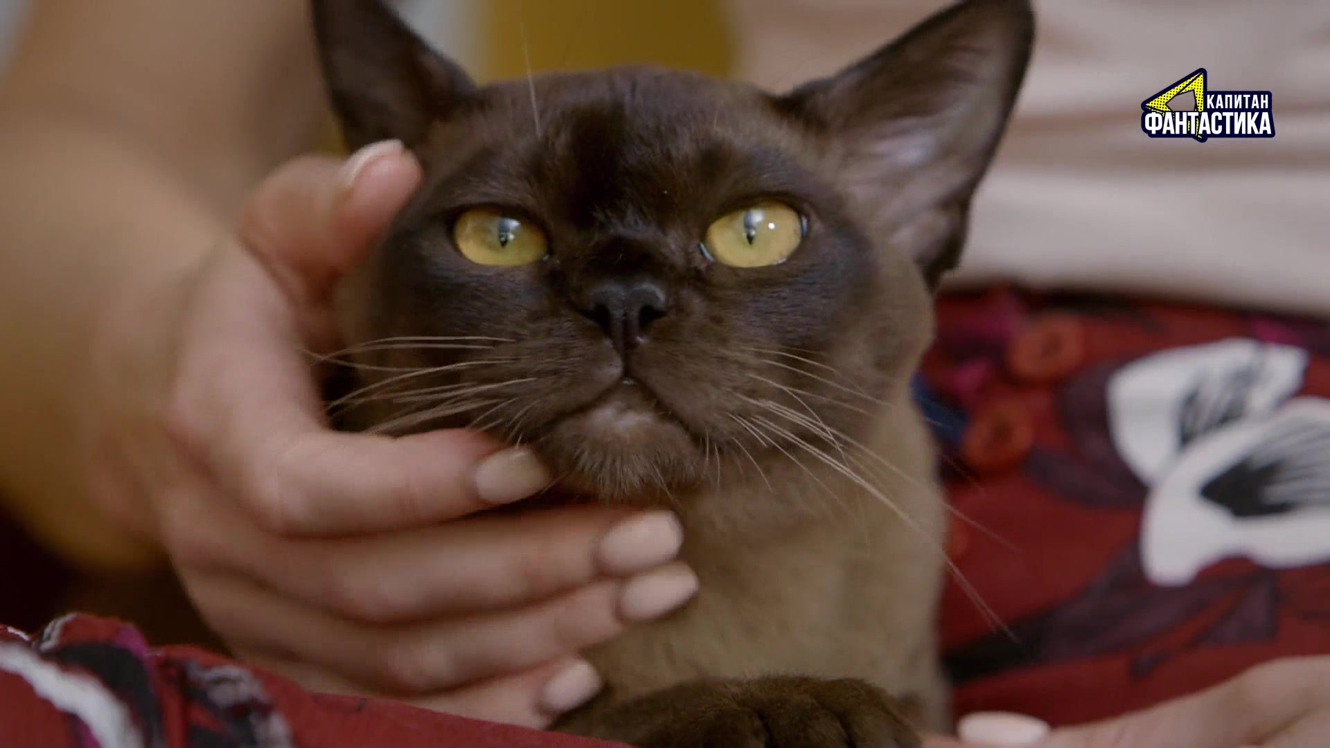 Ларри, чудо-пес 9 серия