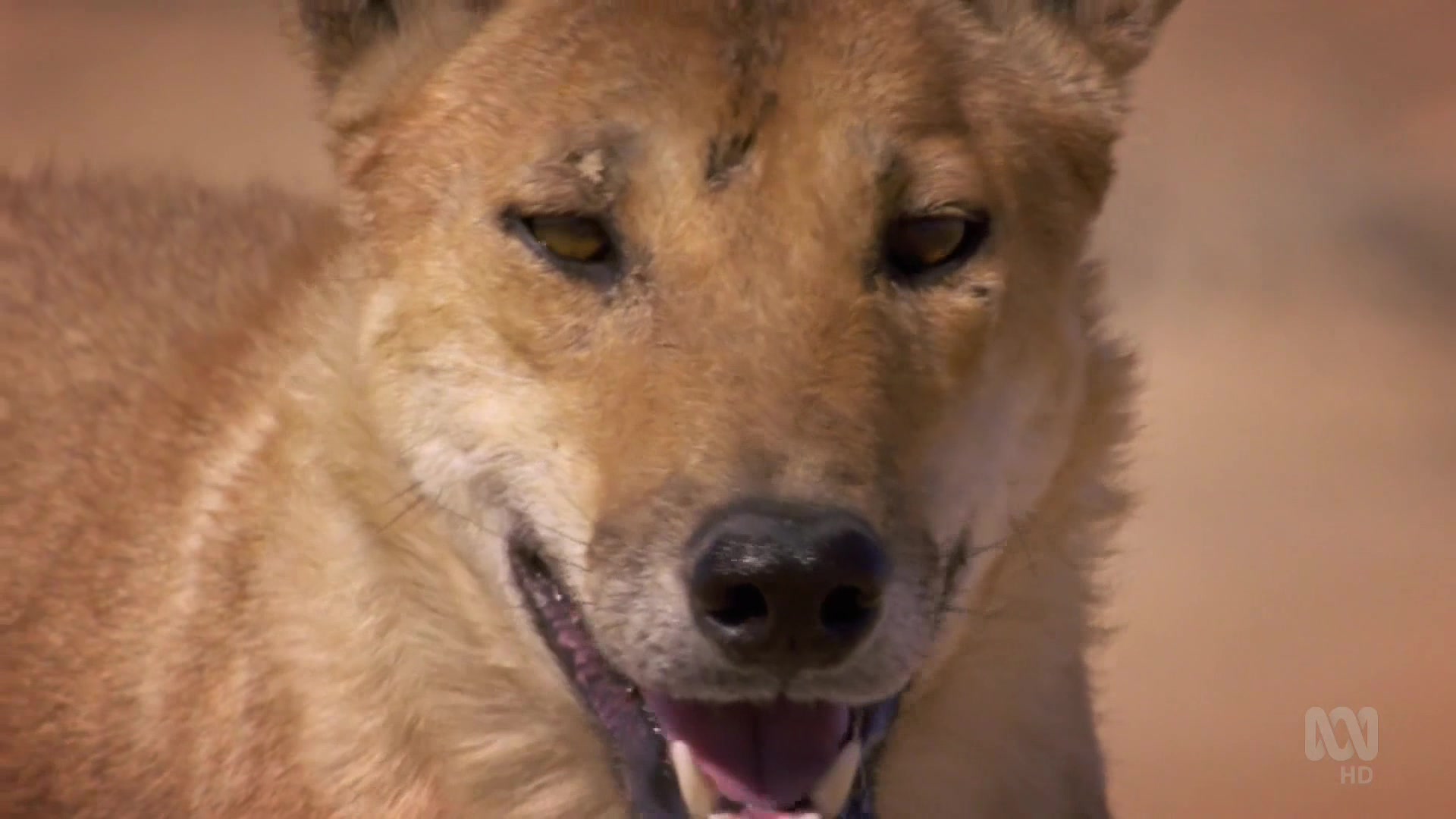 Дикие австралийцы (2020) 1 серия