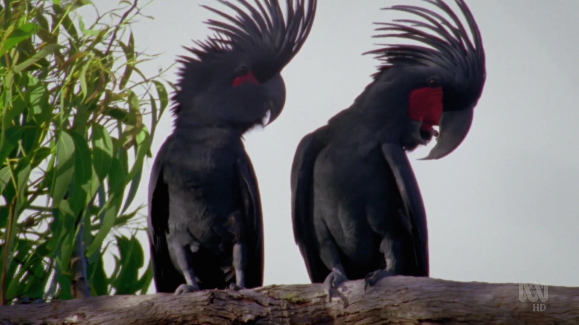 Дикие австралийцы (2020) 2 серия