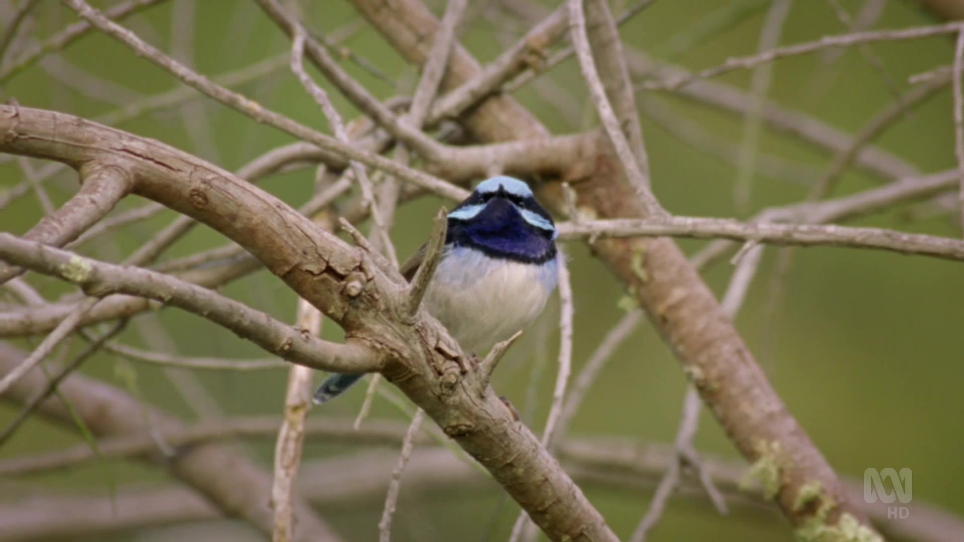 Дикие австралийцы (2020) 3 серия