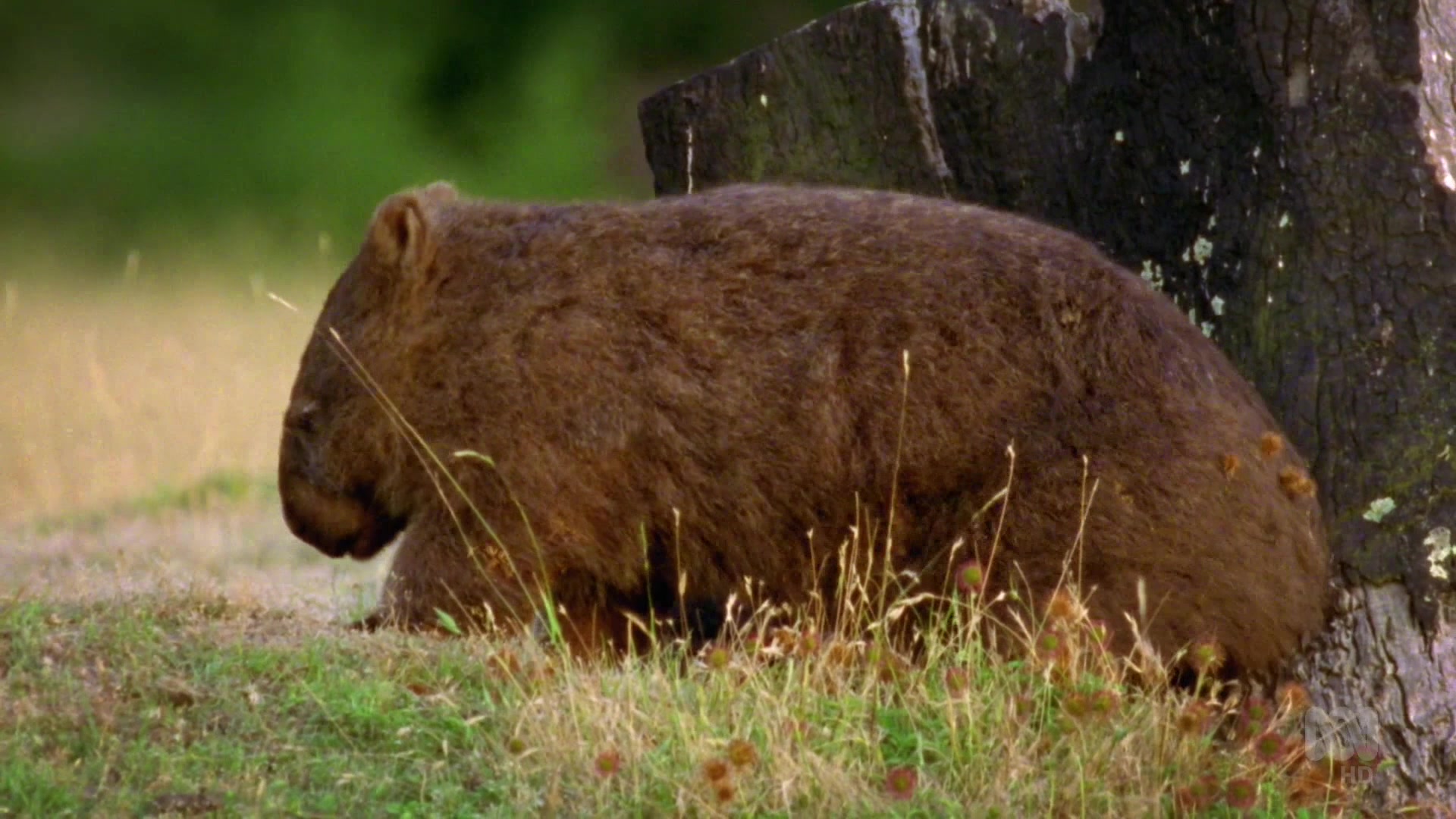 Дикие австралийцы (2020) 4 серия