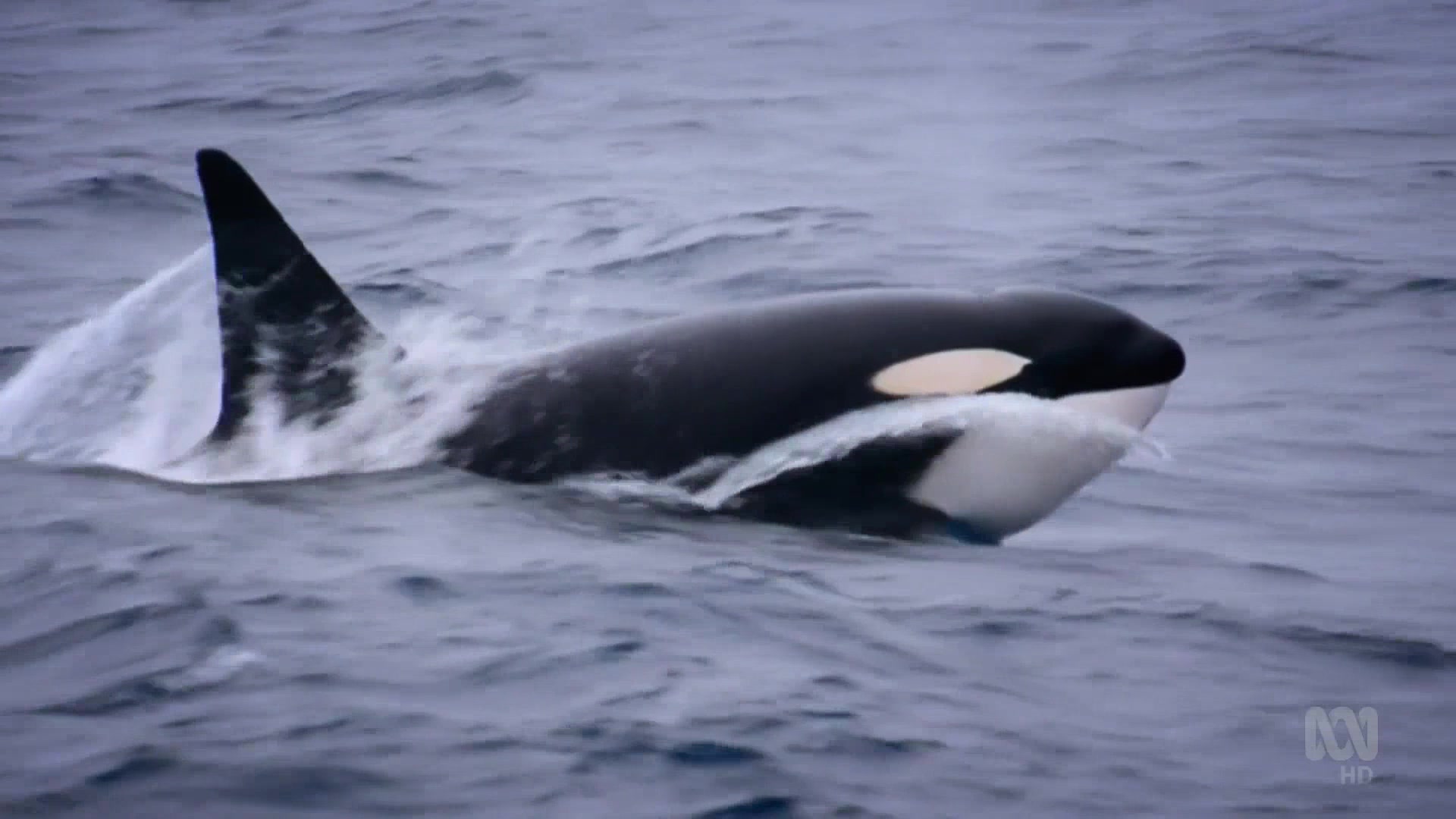 Дикие австралийцы 6 серия