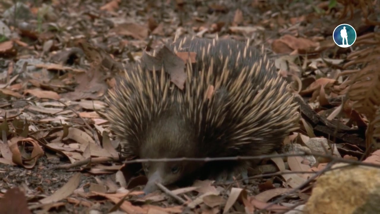 Животные: гонка вооружения 1 серия