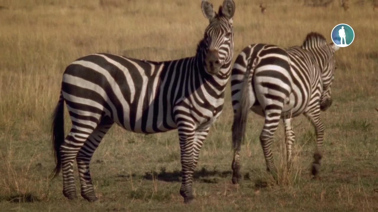 Животные: гонка вооружения 2 серия