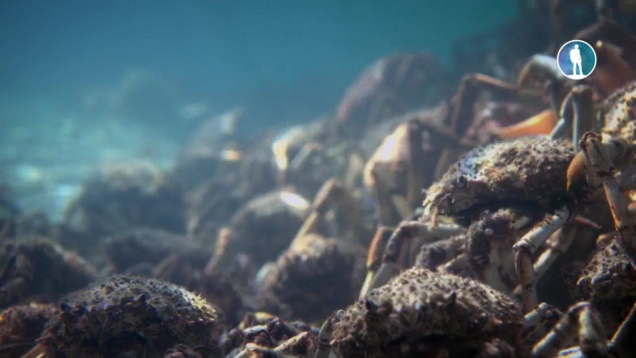 Животные: гонка вооружения 3 серия