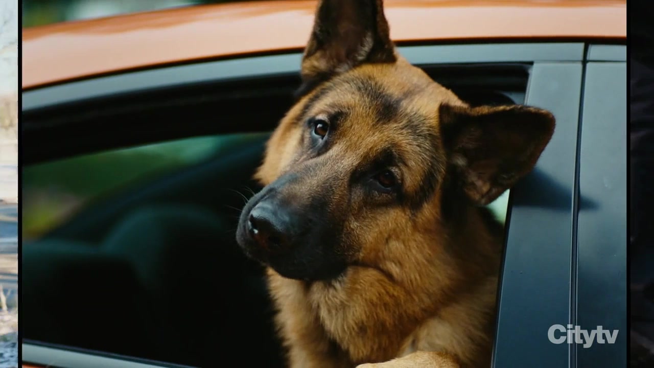 Хадсон и Рекс 12 серия Хадсон и Рекс 12 серия