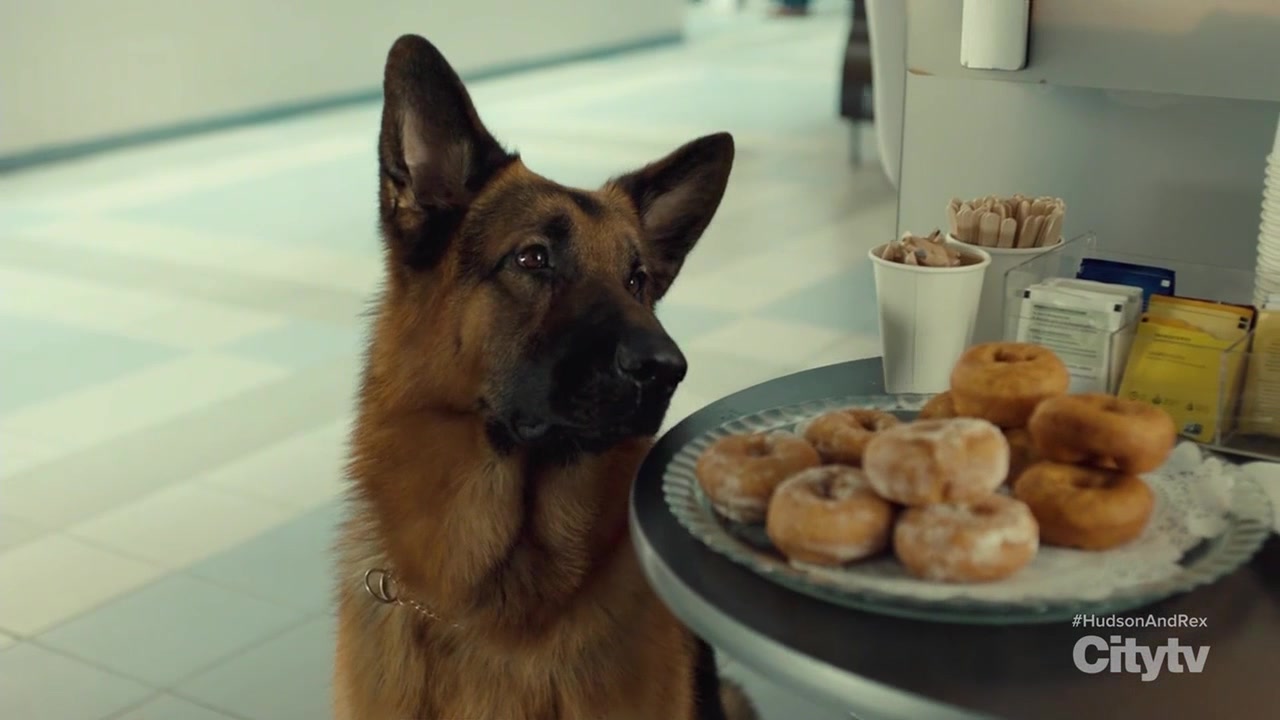 Хадсон и Рекс 3 серия Хадсон и Рекс 3 серия