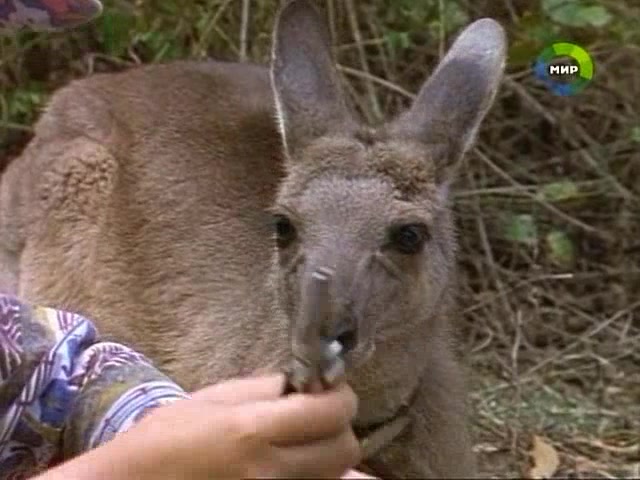 Приключения Скиппи (1992) 15 серия