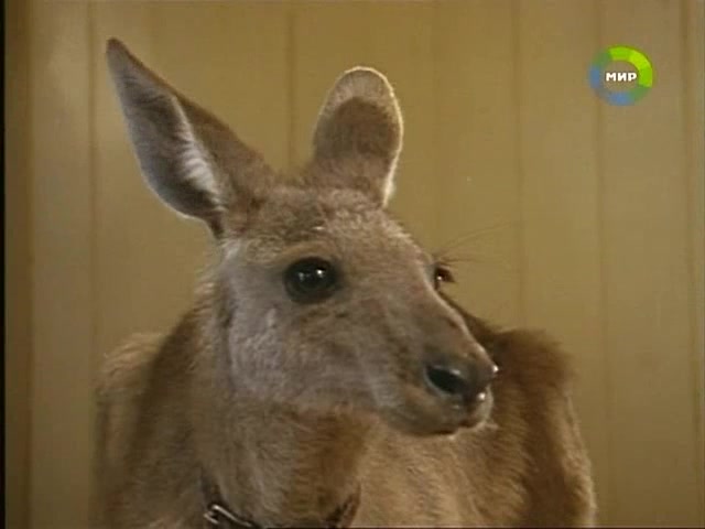 Приключения Скиппи (1992) 26 серия