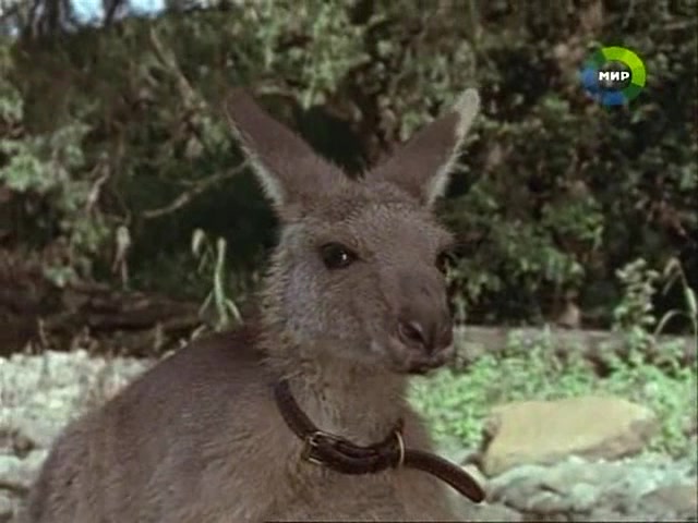 Приключения Скиппи (1992) 32 серия