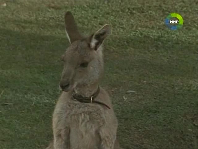 Приключения Скиппи (1992) 39 серия