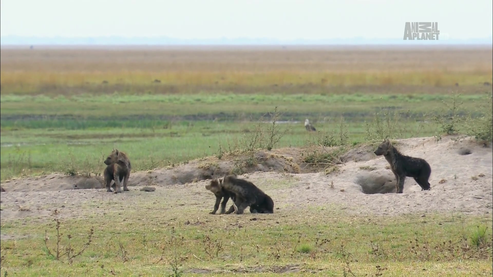Гангстеры дикой природы 6 серия Гангстеры дикой природы 6 серия